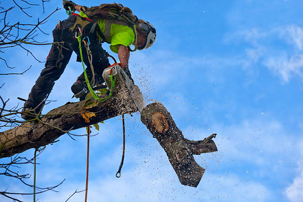 Lawn Maintenance Plans in Salem Lakes, WI
